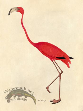 Pink Flamingo - Tribute Bd 02